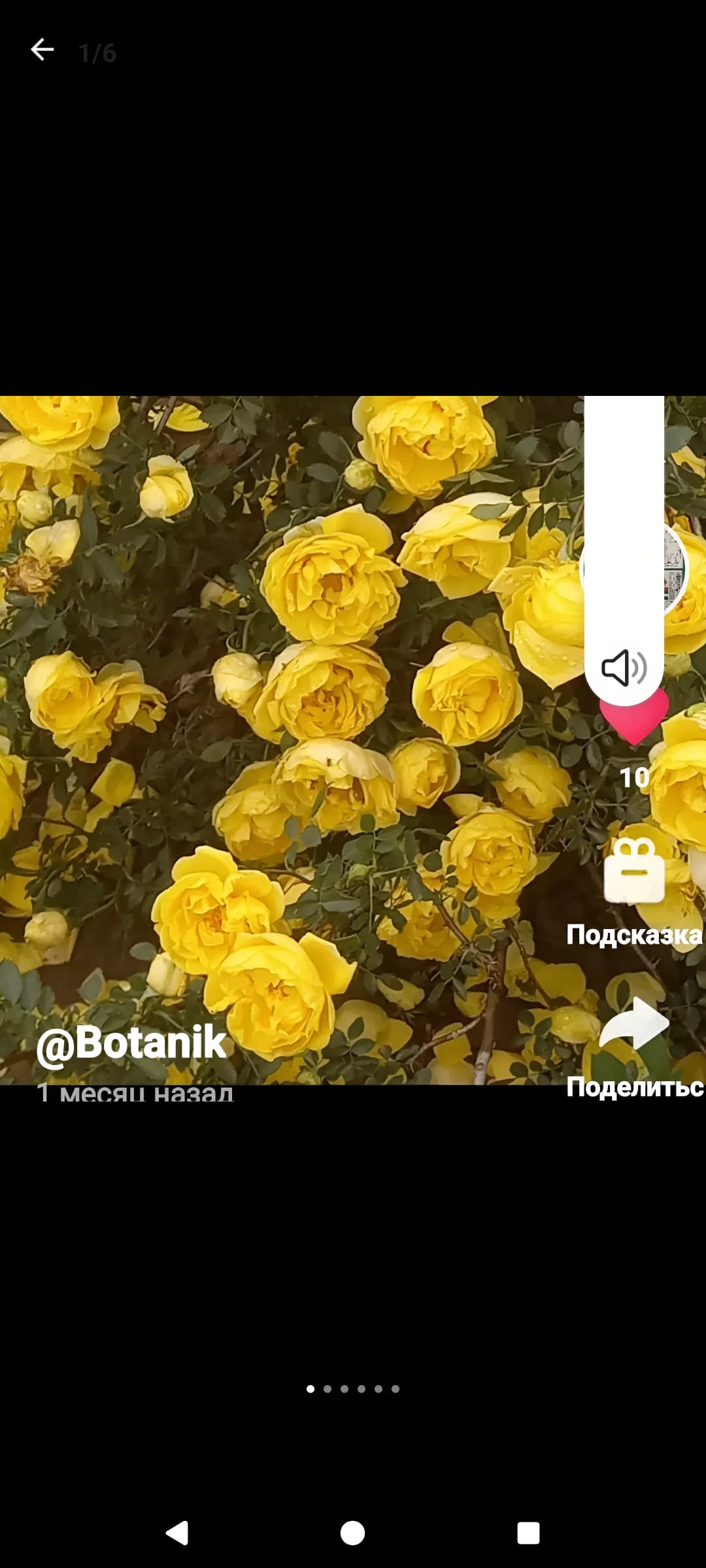 Botanik